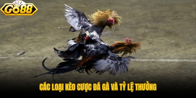Kèo thắng thua và tài xỉu đá gà GO88 với tỷ lệ biến động theo nhịp trận
