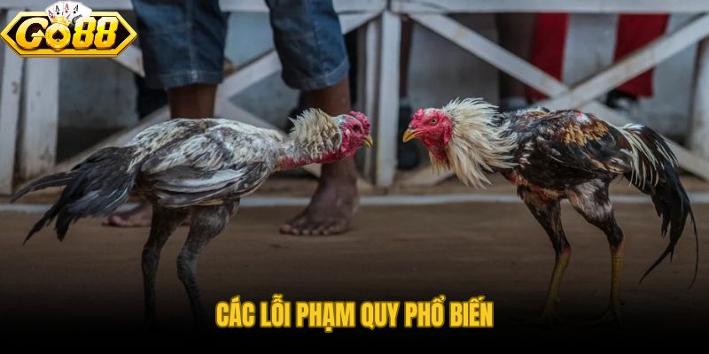 Luật Đá Gà Cựa Tròn xử lý phạm quy từ lỗi kỹ thuật đến gian lận