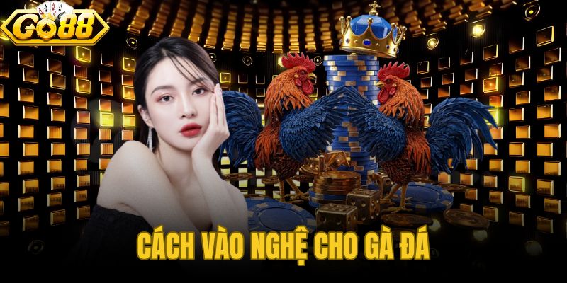 Cách Vào Nghệ Cho Gà Đá