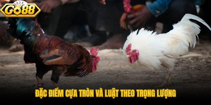 Luật Đá Gà Cựa Tròn với hệ thống chấp cân theo đơn vị woa