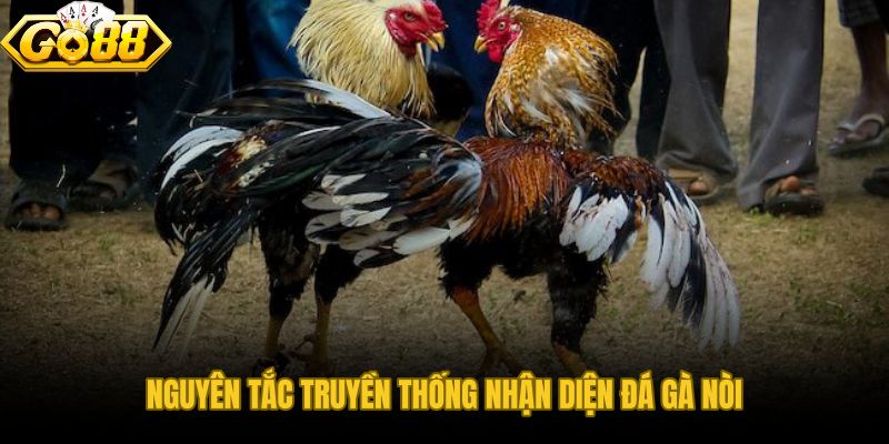 Đá gà nòi dáng đẹp qua lăng kính tướng pháp truyền thống miền Tây