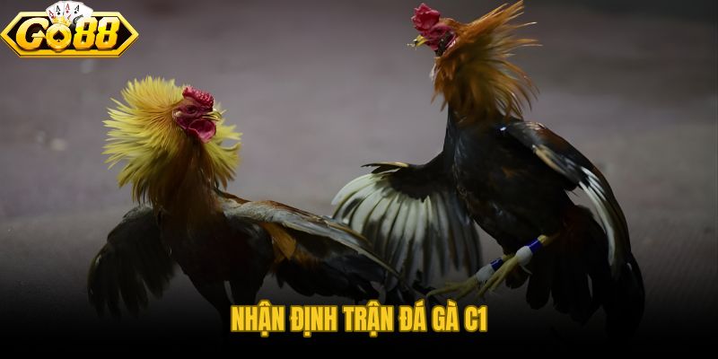 Nhận Định Trận Đá Gà C1 tại đấu trường chuẩn hóa cao nhất hệ thống