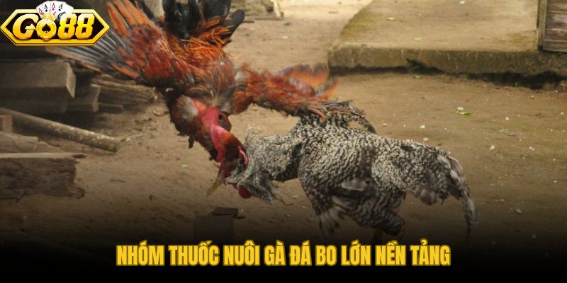 Thuốc nuôi gà đá bo lớn xây nền thể lực từ hấp thu và nước máu đỏ