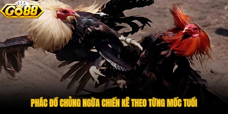 Lịch tiêm phòng cho chiến kê từ gà con đến trưởng thành theo trình tự chuẩn