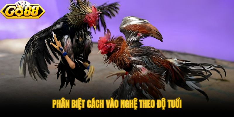 Cách vào nghệ cho gà đá khác nhau tùy độ tuổi và sức chịu thuốc
