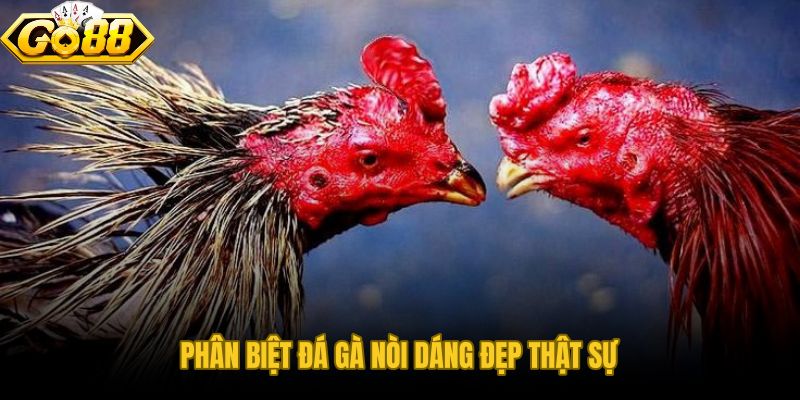 Quy trình 3 phút phân biệt đá gà nòi dáng đẹp thật và đẹp hình thức
