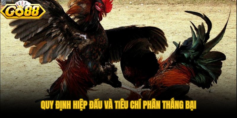 Luật Đá Gà Cựa Tròn phân thắng bại qua 3 đến 5 hồ đấu
