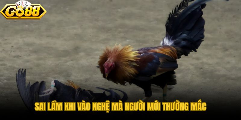 Cách vào nghệ cho gà đá sai dẫn đến khô rát và tụt thể lực